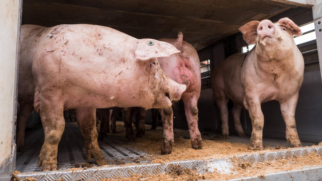 Schweine auf Tiertransporter: 180 Schweine starben, als in Frankreich ein Lastwagen auf dem Weg zum Schlachter umkippte. (Symbolbild)