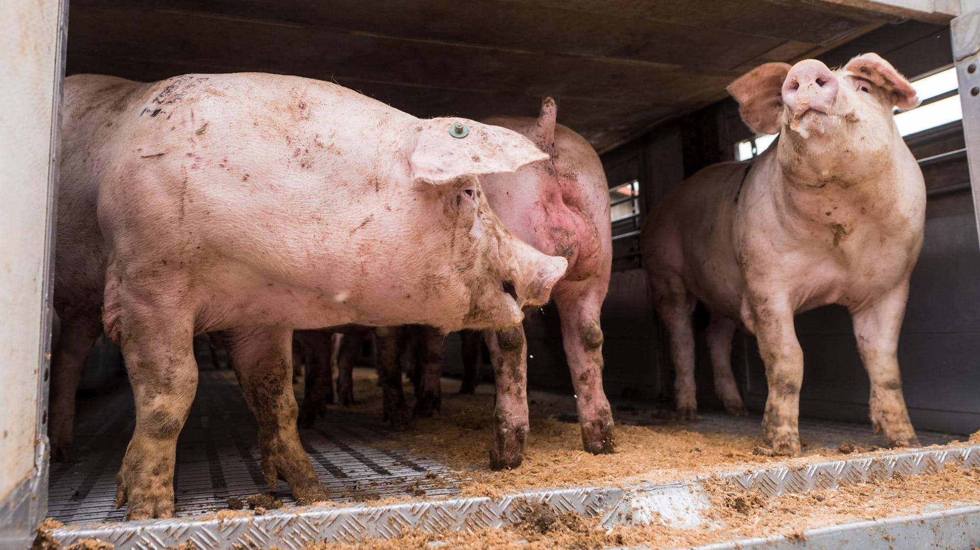 Schweine auf Tiertransporter: 180 Schweine starben, als in Frankreich ein Lastwagen auf dem Weg zum Schlachter umkippte. (Symbolbild) Schweine auf Tiertransporter: 180 Schweine starben, als in Frankreich ein Lastwagen auf dem Weg zum Schlachter umkippte. (Symbolbild)