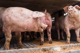 Schweine auf Tiertransporter: 180 Schweine starben, als in Frankreich ein Lastwagen auf dem Weg zum Schlachter umkippte. (Symbolbild)