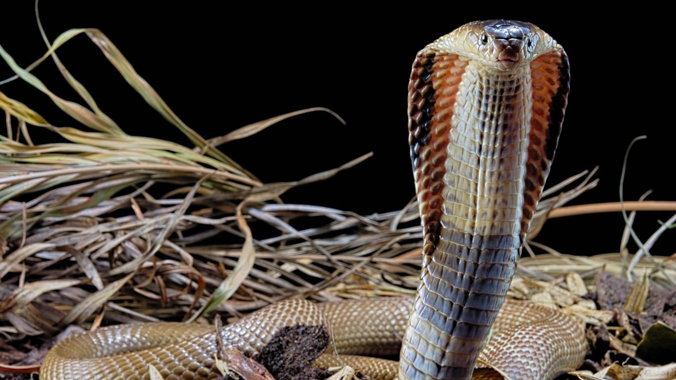 Monokelkobra: Eine Schlange dieser Art ist in Herne noch auf der Flucht vor den Behörden. (Symbolbild)