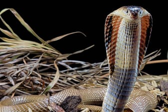 Monokelkobra: Eine Schlange dieser Art ist in Herne noch auf der Flucht vor den Behörden. (Symbolbild)