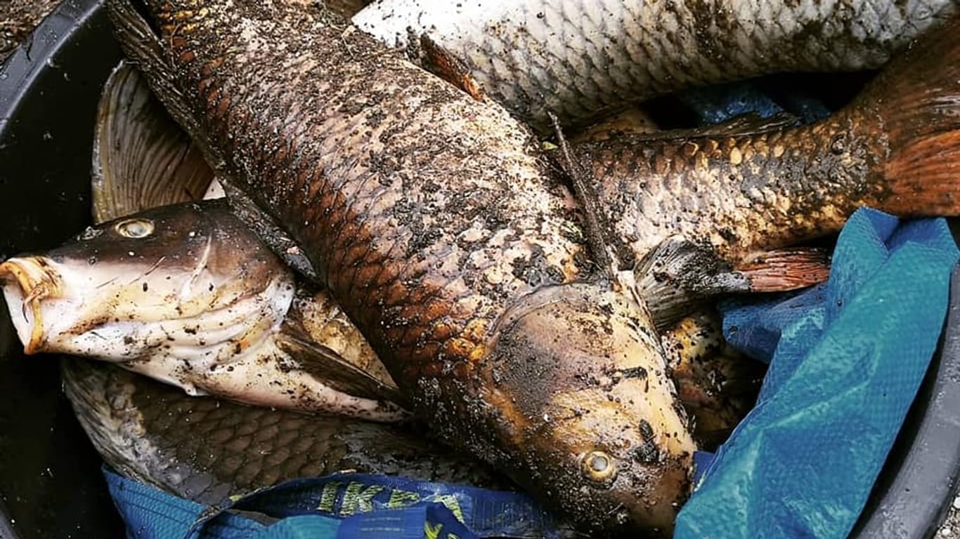 Tote Fische in einem Eimer: Die Tiere sind wohl wegen Wassermangels verendet.