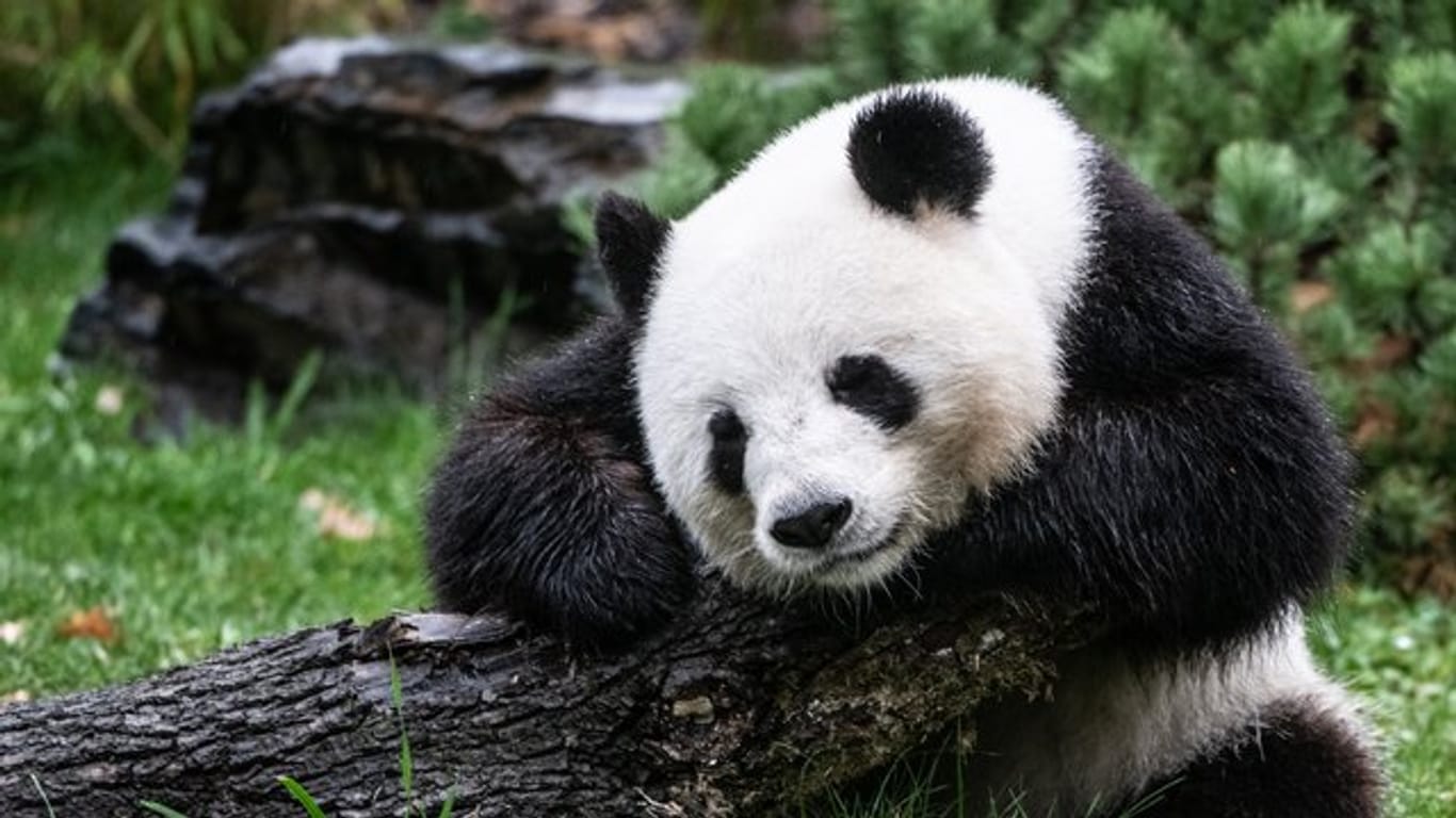 Erwartet Nachwuchs: Panda-Dame Meng Meng.