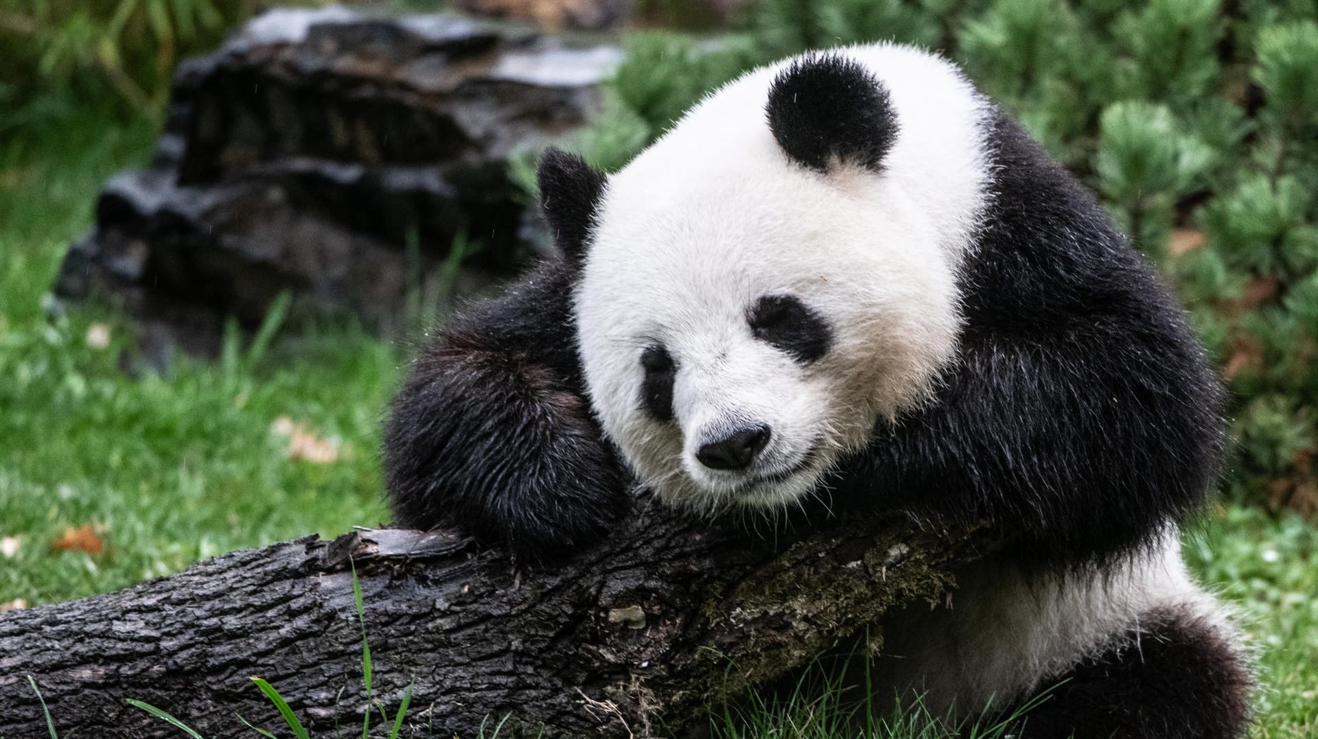 Meng Meng sitzt in ihrem Gehege im Zoo