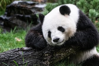 Meng Meng sitzt in ihrem Gehege im Zoo