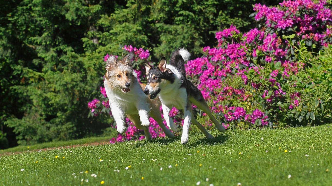 Zwei Collies spielen ausgelassen auf einer Wiese. Auch im Sommer verbringen Hunde gerne viel Zeit im Grünen.