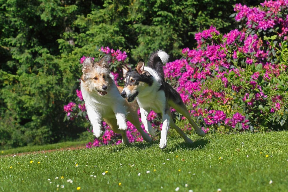 Zwei Collies spielen ausgelassen auf einer Wiese. Auch im Sommer verbringen Hunde gerne viel Zeit im Grünen.