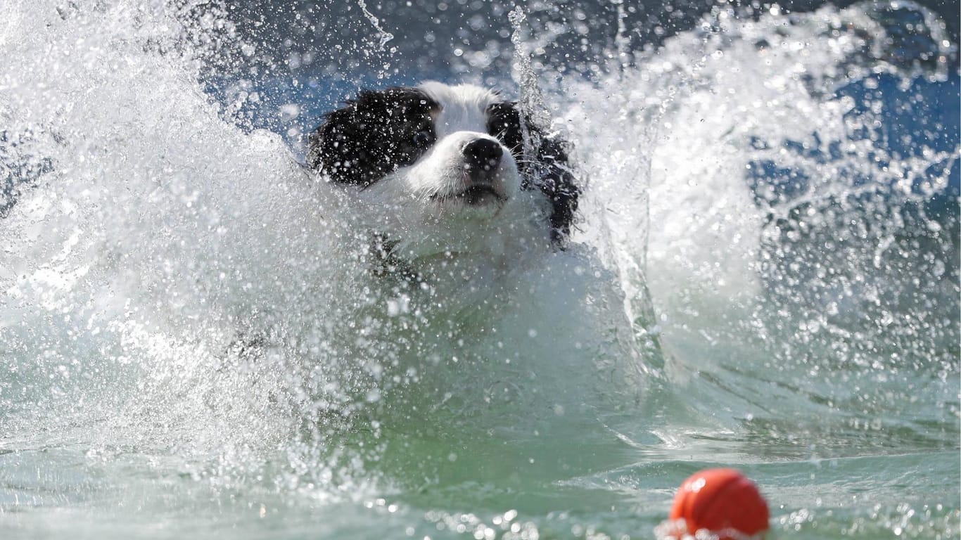 Ein Hund planscht im Wasser: Auch Vierbeiner freuen sich im Sommer über eine Abkühlung.