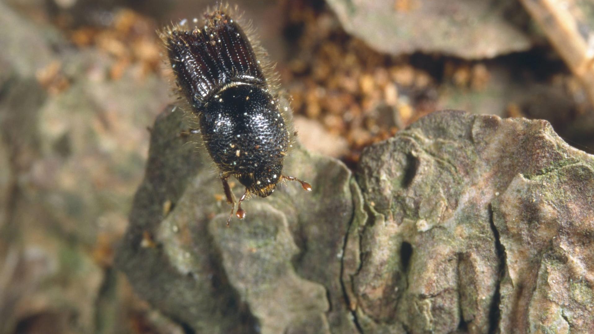 Borkenkäfer