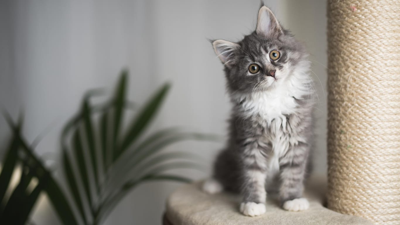 Katze im Haus: Ursache einer Katzenhaar-Allergie beim Menschen ist ein körpereigenes Protein der Katze, nicht die Katzenhaare.