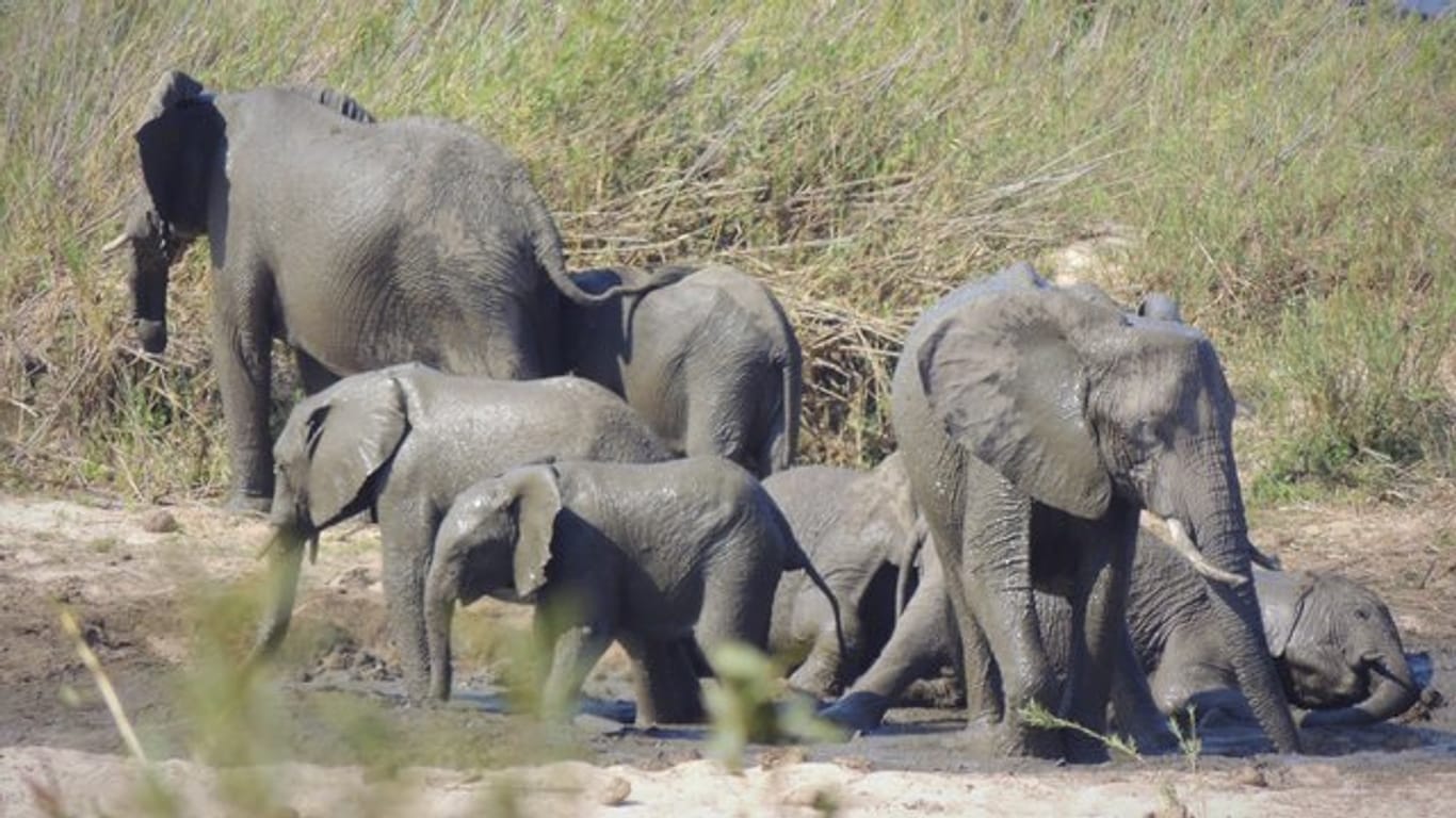 Das Exportverbot betrifft nach Darstellung der Tierschutzorganisation Pro Wildlife vor allem den Handel mit Elefanten aus Simbabwe nach China.