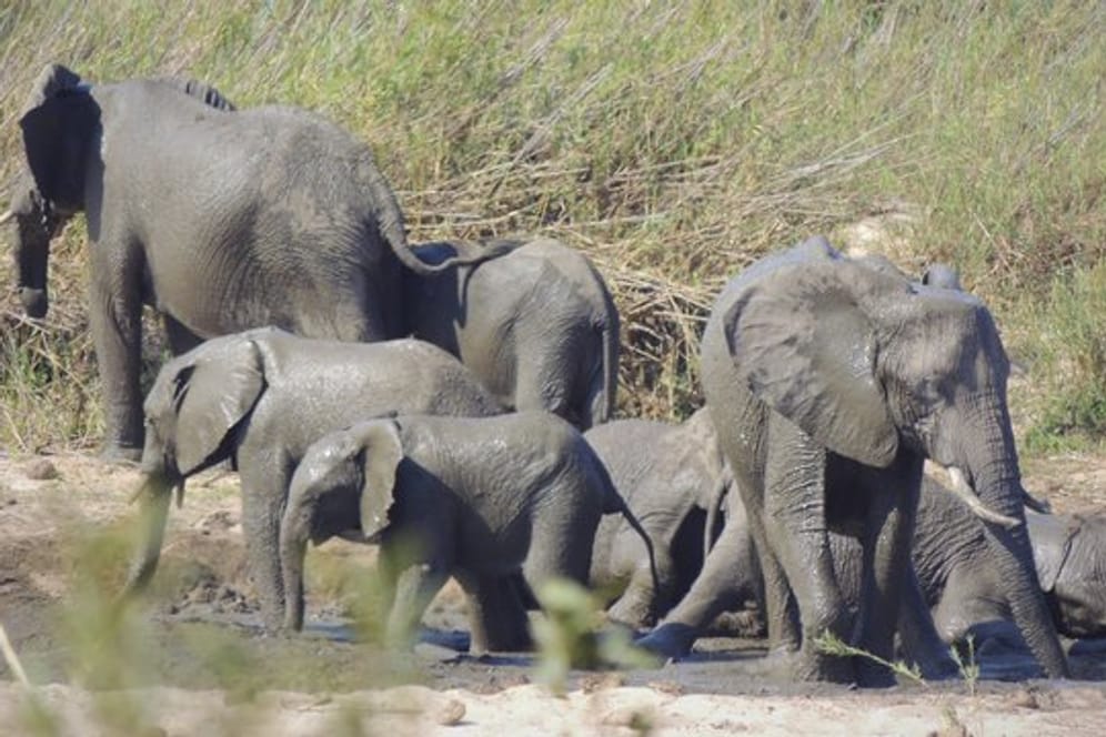 Das Exportverbot betrifft nach Darstellung der Tierschutzorganisation Pro Wildlife vor allem den Handel mit Elefanten aus Simbabwe nach China.