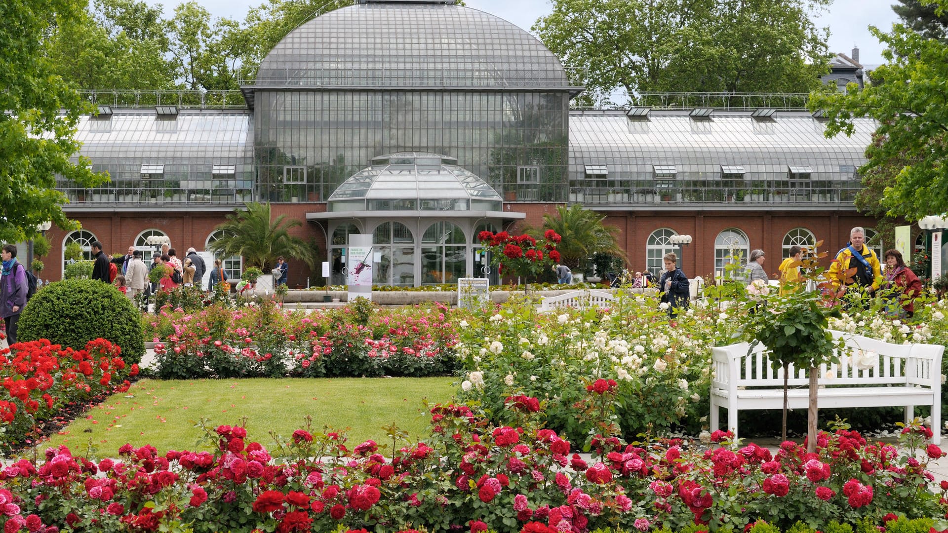 Außenansicht von einem Gewächshaus im Palmengarten: Auf der Grünfläche davor blühen Rosen.