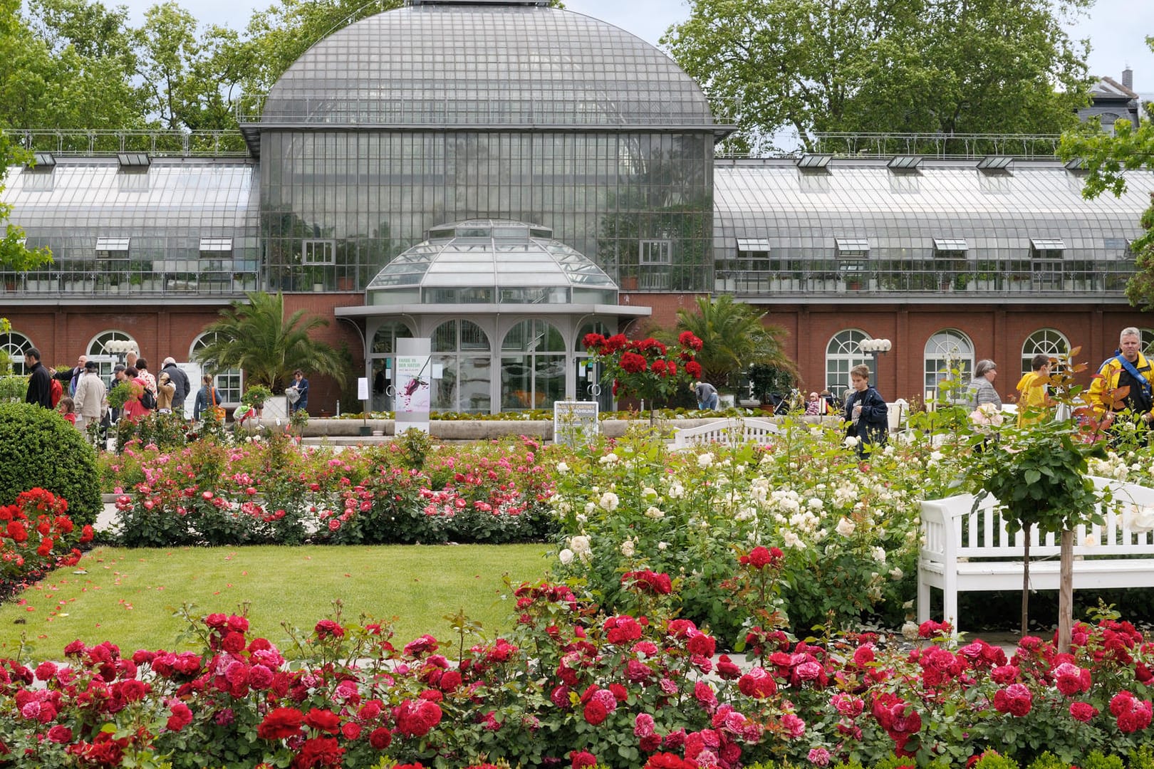 Außenansicht von einem Gewächshaus im Palmengarten: Auf der Grünfläche davor blühen Rosen.