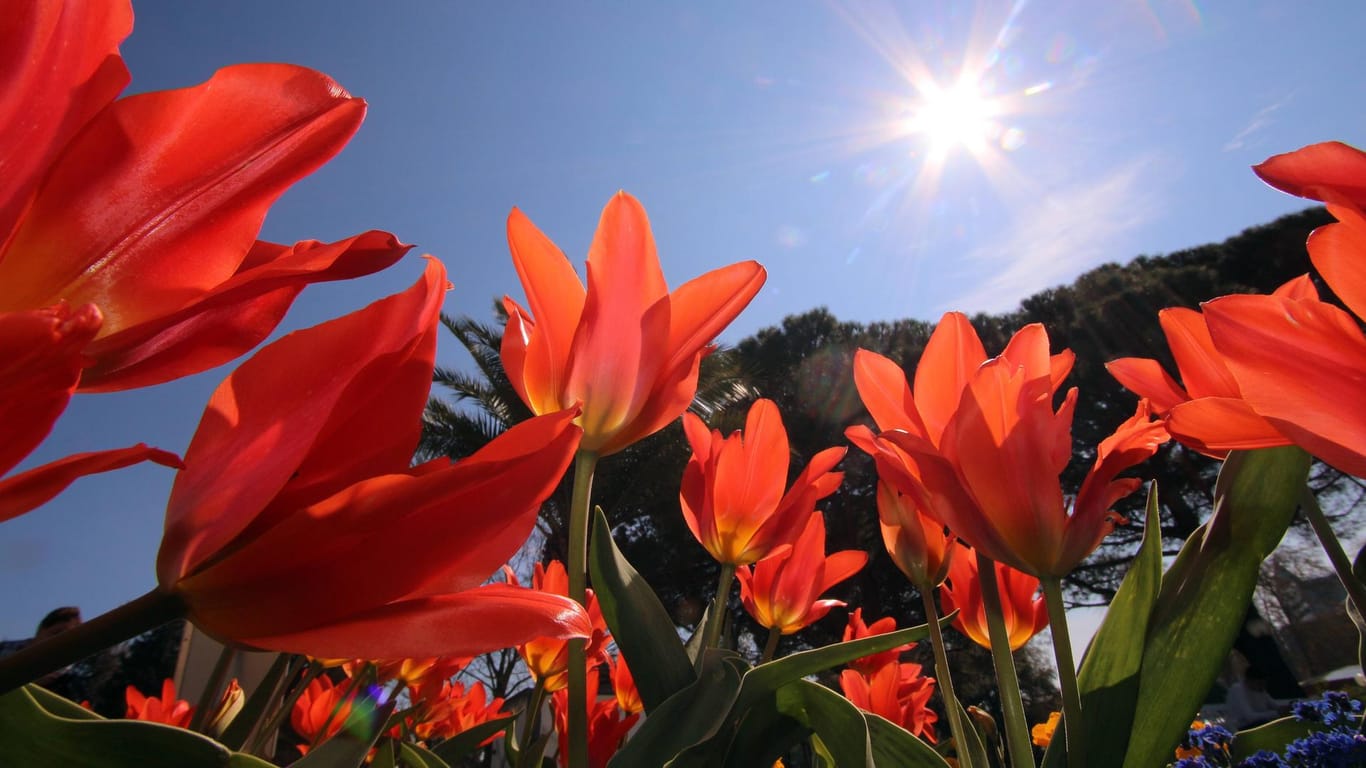 Blühende Tulpen im Botanischen Garten: Rund 4.000 Pflanzenarten kann man hier entdecken.