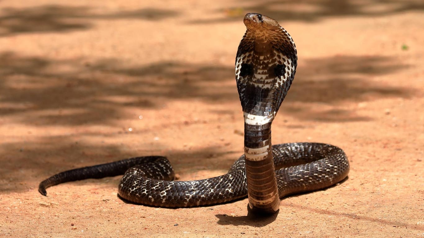 Eine Kobra in Sri Lanka: Die Schlange lebt ursprünglich in Asien und Afrika.