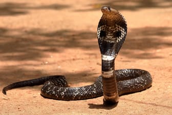 Eine Kobra in Sri Lanka: Die Schlange lebt ursprünglich in Asien und Afrika.