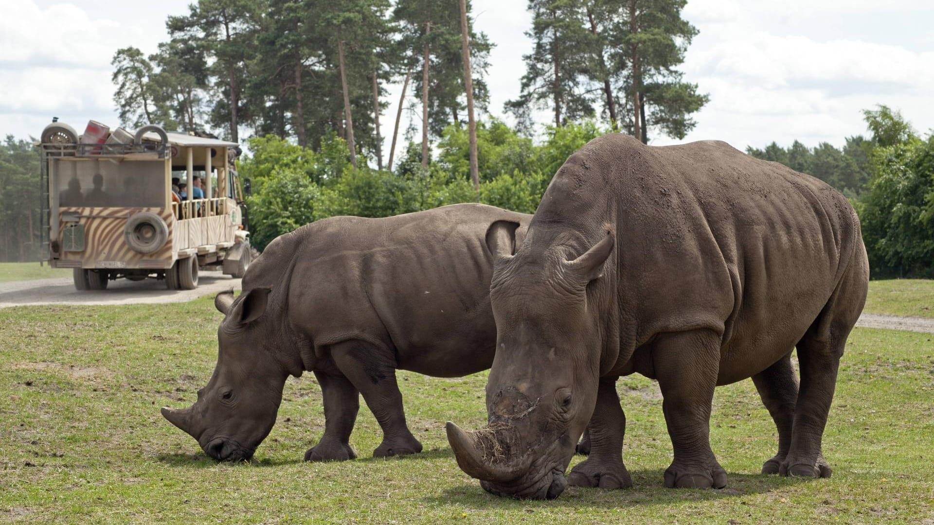 Friedliche Nashörner im Naturpark Hodenhagen: Der Angriff am Dienstag war eine Ausnahme.