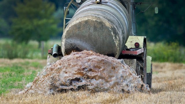 Ein Bauer bringt Gülle auf einem Feld im Oderbruch aus.