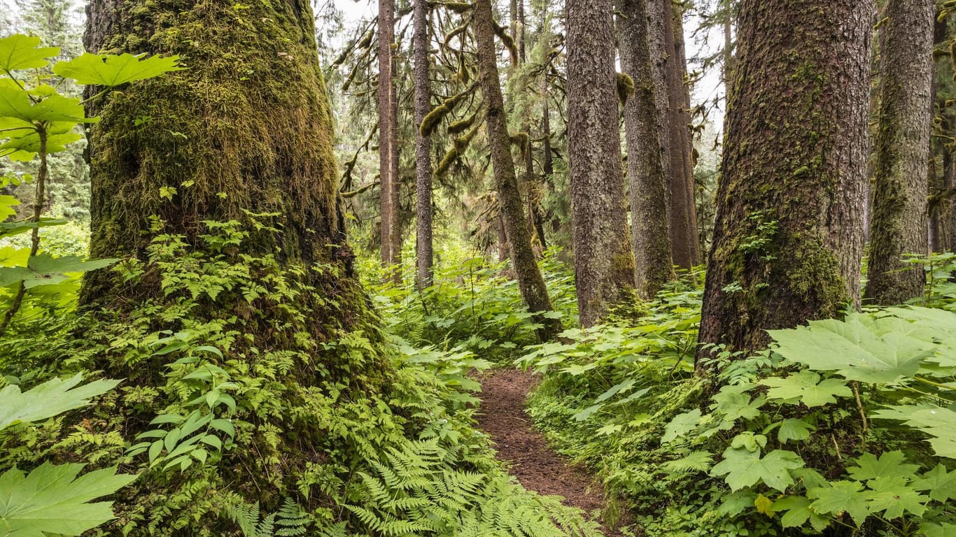 Der "Tongass National Forest" ist der größte gemäßigte Regenwald der Welt. Der "Tongass National Forest" ist der größte gemäßigte Regenwald der Welt.