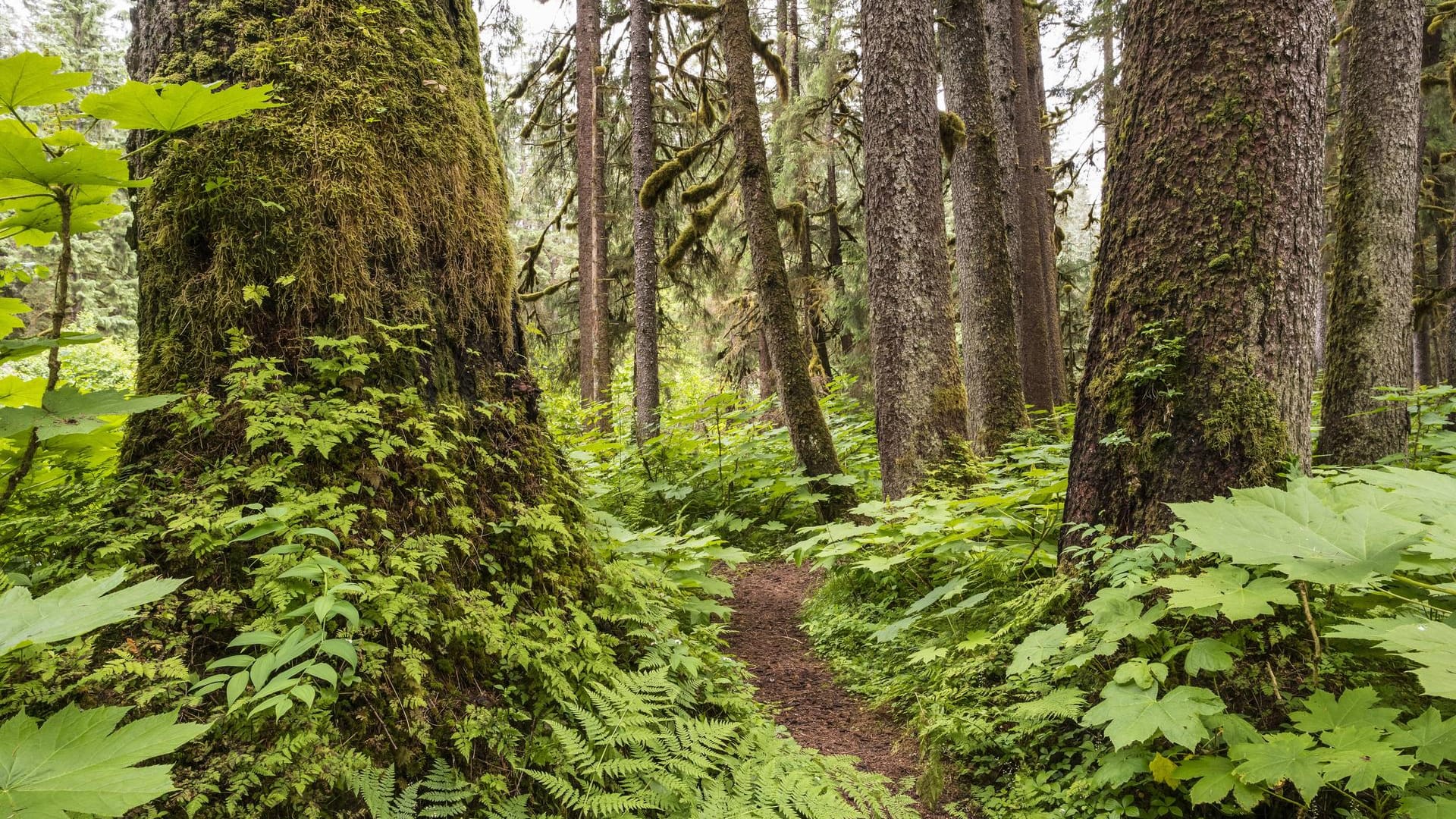 Der "Tongass National Forest" ist der größte gemäßigte Regenwald der Welt.