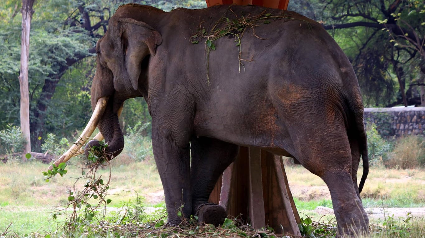 Angriff in Thailand: Ein Deutscher ist von einem Elefanten verletzt worden. (Symbolbild)