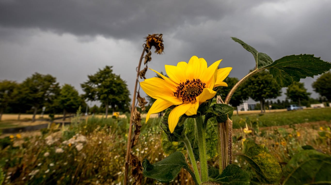 Sonnenblume vor Gewitter: Auch in den kommenden Tagen kann es immer wieder zu Unwettern kommen.