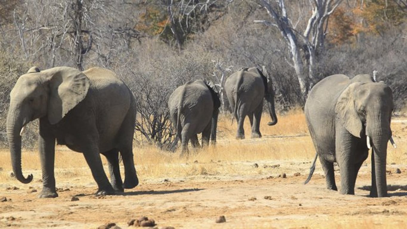 Elefanten in Simbabwe.