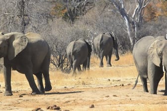 Elefanten in Simbabwe.