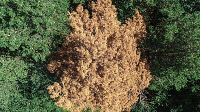 Inmitten von gesundem Grün: Die braunen Nadeln einer vertrockneten Kiefer.