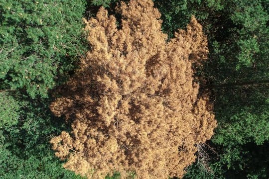 Inmitten von gesundem Grün: Die braunen Nadeln einer vertrockneten Kiefer.