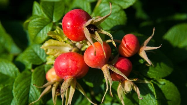 Hagebutten - hier von einer Kartoffel-Rose - eignen sich für die Zubereitung von Marmelade, Sirup oder Tee.