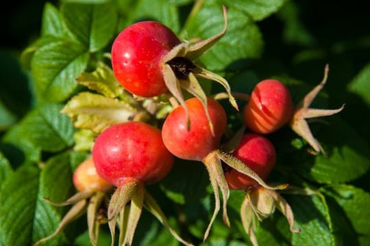 Hagebutten - hier von einer Kartoffel-Rose - eignen sich für die Zubereitung von Marmelade, Sirup oder Tee.