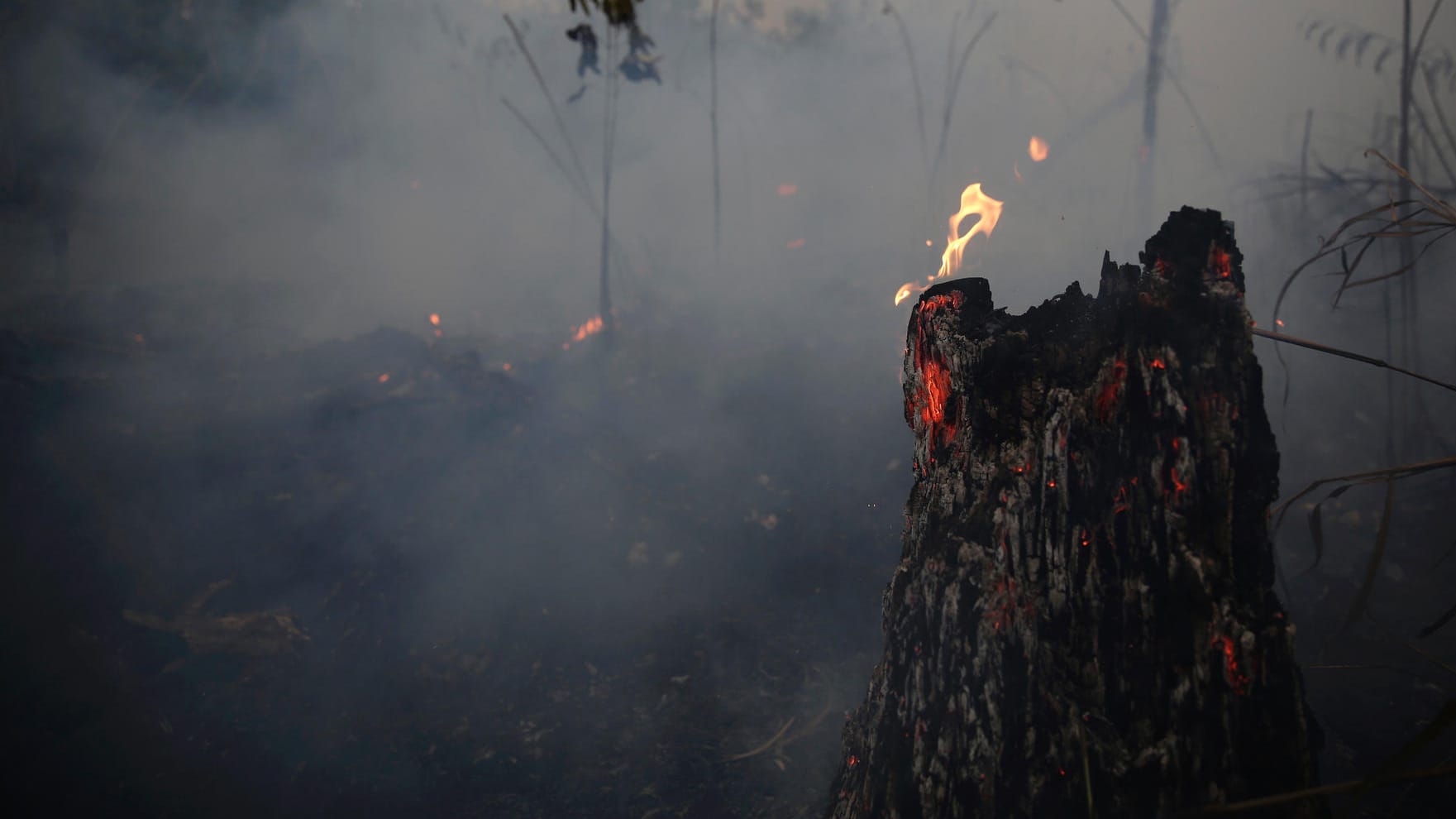 Abgebrannter Wald im brasilianischen Jacunda Nationalpark: Der brasilianische Präsident ist eng mit der Agrarlobby verbündet. Abgebrannter Wald im brasilianischen Jacunda Nationalpark: Der brasilianische Präsident ist eng mit der Agrarlobby verbündet.