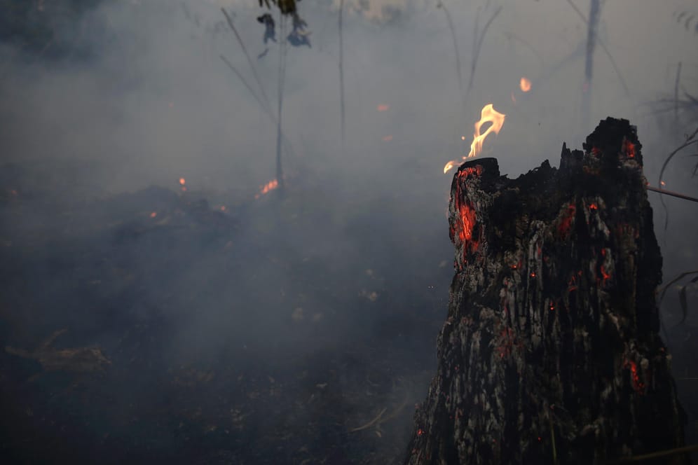 Abgebrannter Wald im brasilianischen Jacunda Nationalpark: Der brasilianische Präsident ist eng mit der Agrarlobby verbündet.