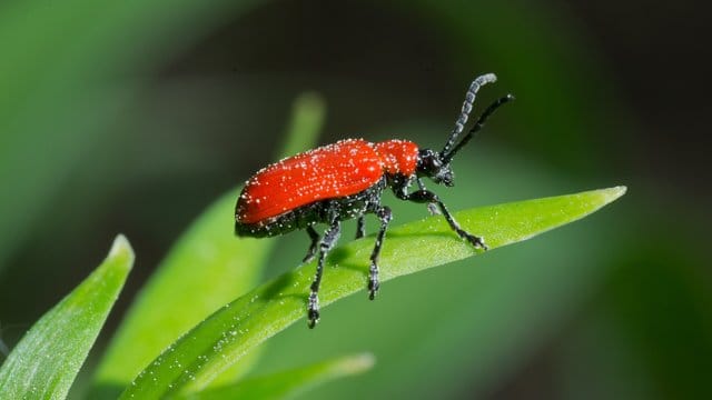 Der Lilienkäfer ist leicht zu erkennen: Er trägt ein knallrotes Kleid - aber Kopf, Beine und Fühler sind schwarz.