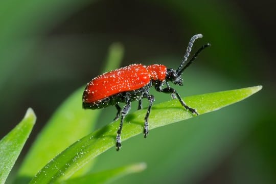 Der Lilienkäfer ist leicht zu erkennen: Er trägt ein knallrotes Kleid - aber Kopf, Beine und Fühler sind schwarz.