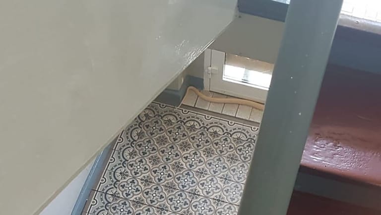 Monokelkobra im Treppenhaus