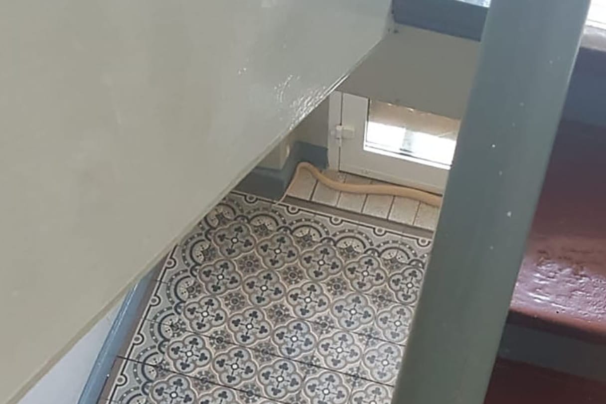 Monokelkobra im Treppenhaus