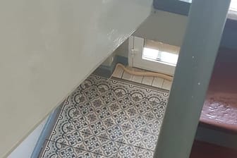 Monokelkobra im Treppenhaus