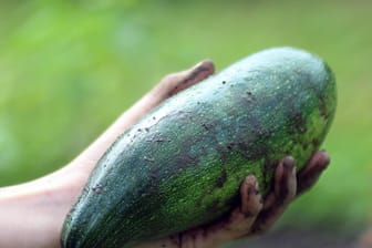 Eine Hand hält eine Zucchini: Mit einem Drei-Kilogramm-Kürbisgewächs haben Unbekannte eine Autoscheibe zerstört.
