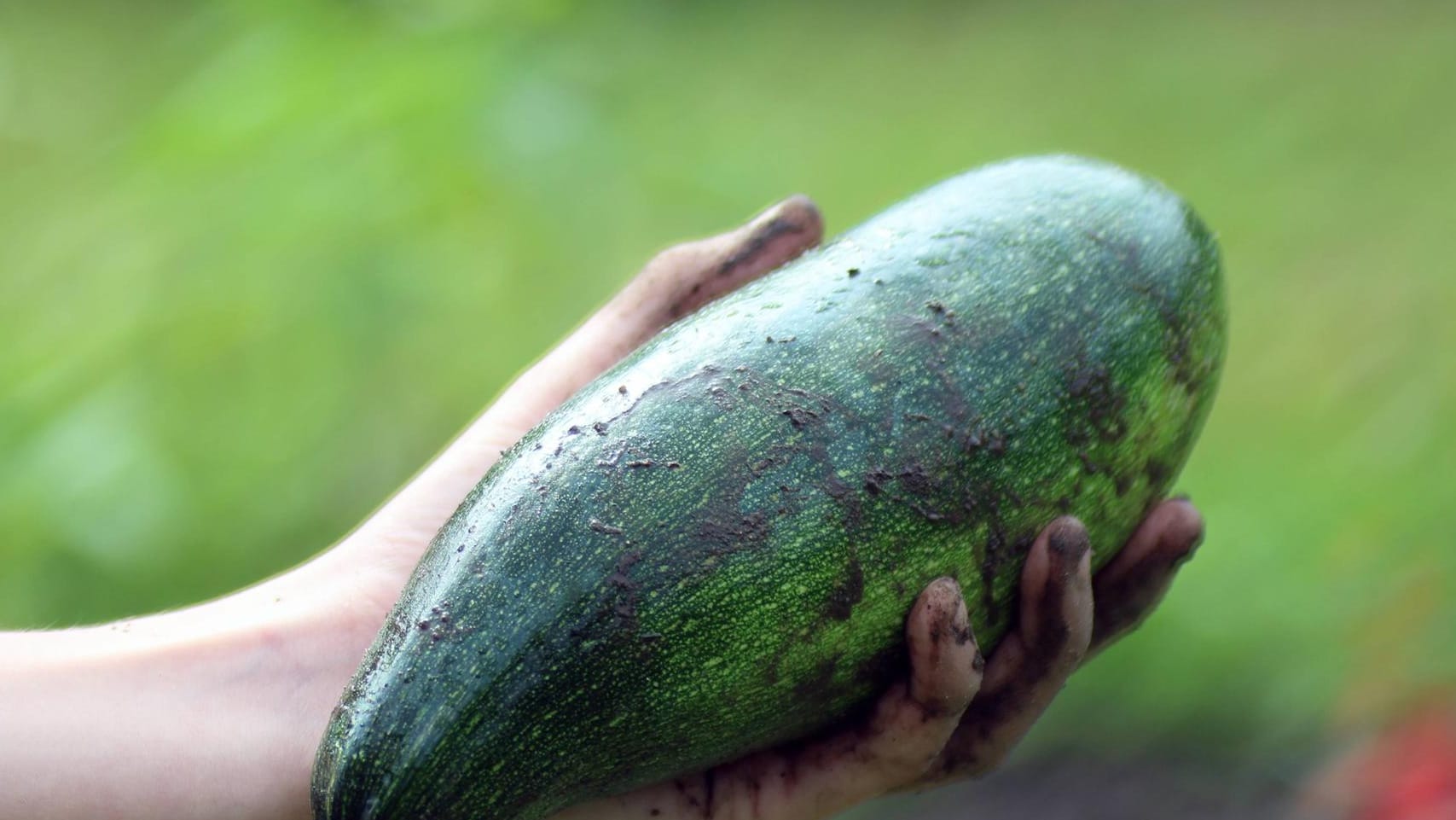 Eine Hand hält eine Zucchini: Mit einem Drei-Kilogramm-Kürbisgewächs haben Unbekannte eine Autoscheibe zerstört.