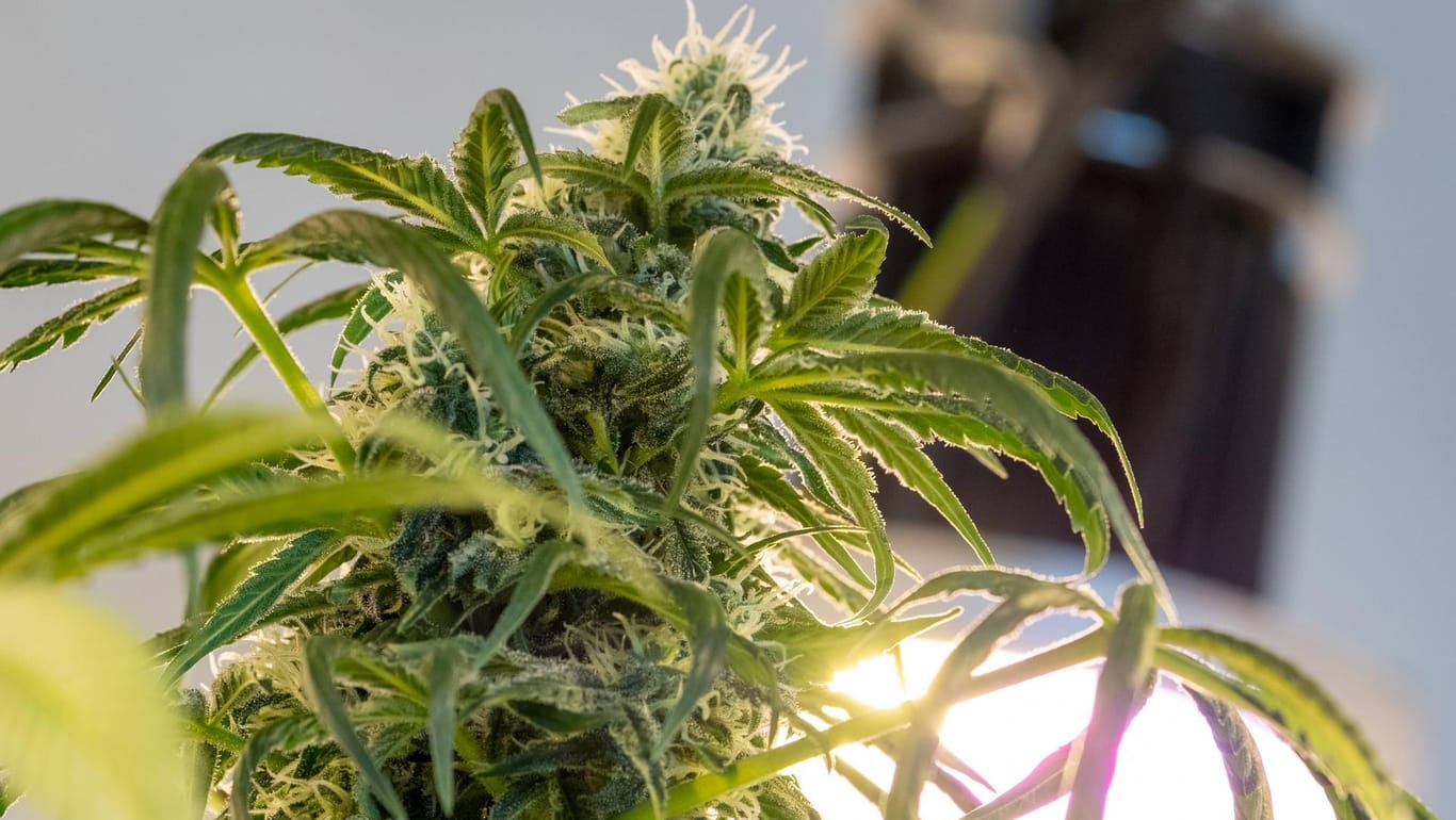 Eine Cannabispflanze unter LED Beleuchtung
