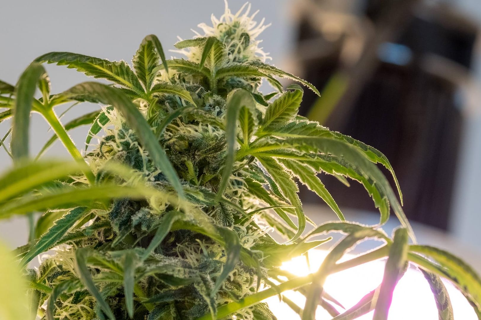 Eine Cannabispflanze unter LED Beleuchtung
