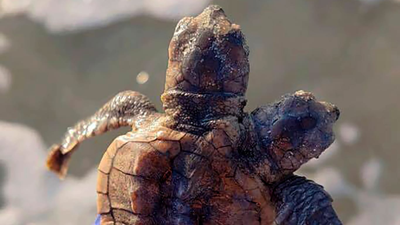 Eine Hand hält eine zweiköpfige Meeresschildkröte.