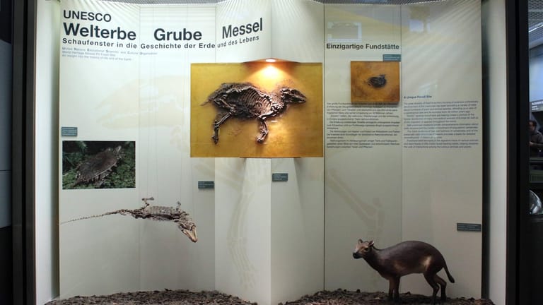 Senckenbergmuseum: Hier werden Fossilien aus der Grube Messel ausgestellt.