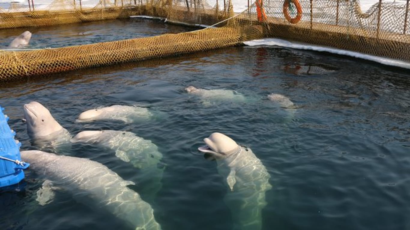 Belugas schwimmen in einer abgesperrten Anlage in Wladiwostok.