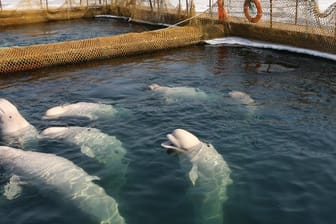 Belugas schwimmen in einer abgesperrten Anlage in Wladiwostok.