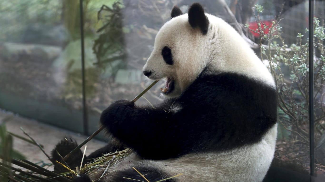 Pandadame Meng Meng: "Obwohl es der erste Nachwuchs für unsere junge Panda-Dame ist, kümmert sie sich vorbildlich", erklärte der Berliner Zoo.