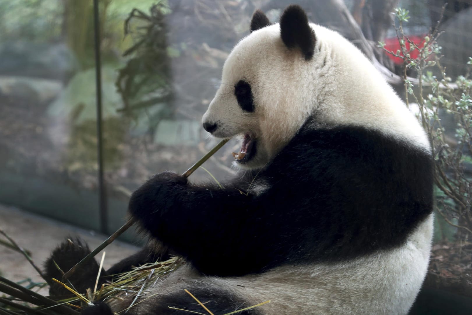 Pandadame Meng Meng: "Obwohl es der erste Nachwuchs für unsere junge Panda-Dame ist, kümmert sie sich vorbildlich", erklärte der Berliner Zoo.
